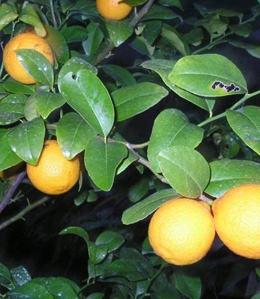Citrus 'Volkameriana'